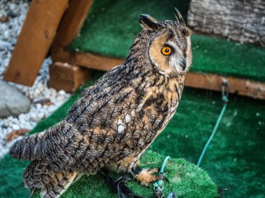 Büyük yuvarlak gözlü bir baykuş kafeste oturur.