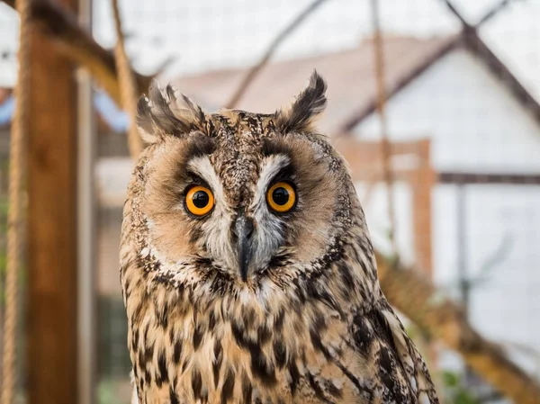 An owl with large round eyes sits in cage
