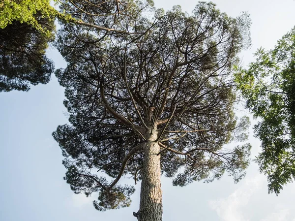 Árvore alta com uma grande coroa. Parque Arboreto . — Fotografia de Stock