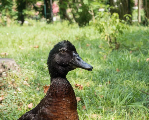Black duck on background of green grass. Park Arboretum. Russia Sochi — Stock Photo, Image