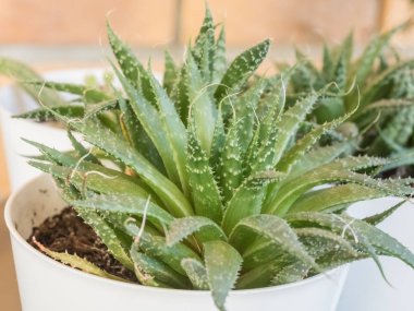 Masada beyaz bir tencerede güzel yeşil kaktüs