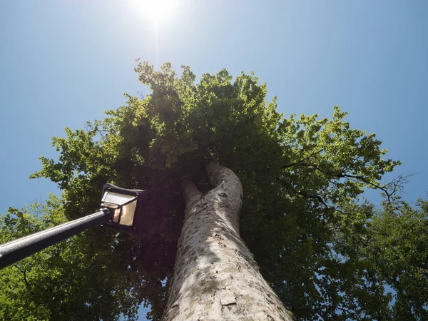 Lâmpada de rua preta no fundo de uma grande árvore e céu vista inferior para cima — Fotografia de Stock