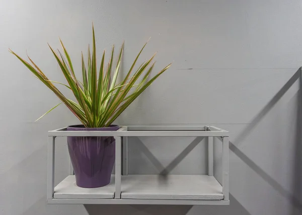 Зеленое растение в фиолетовом горшке стоит на железной полке, прибитых к стене. — стоковое фото