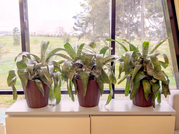 Three brown plastic pots with green plants aechmea stand on a light shelf near the window. Warm lighting. Clostup photo