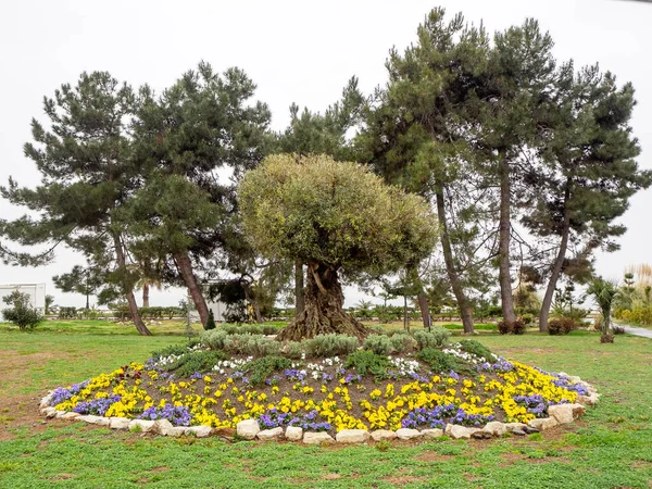El olivo europeo crece sobre un macizo de flores entre flores amarillas y lila con un borde de piedra sobre un fondo de pinos — Foto de Stock