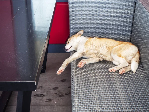 Uliczny pies śpi na wiklinowej sofie stojącej przy stole na drewnianej podłodze kawiarni na świeżym powietrzu — Zdjęcie stockowe