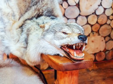 Kurt kafalı bir deri, tahta bir sandalyenin kolunda yatıyor. Yakın plan fotoğraf.