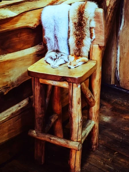 Pieles rojas y grises de animales de peletería cuelgan en una silla de madera alta en una habitación de madera —  Fotos de Stock