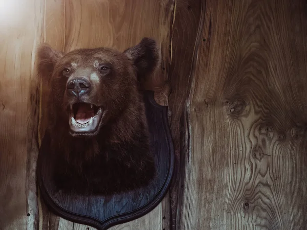Kopf ausgestopfter Bär auf hölzernem Schild hängt an hölzerner Wand — Stockfoto