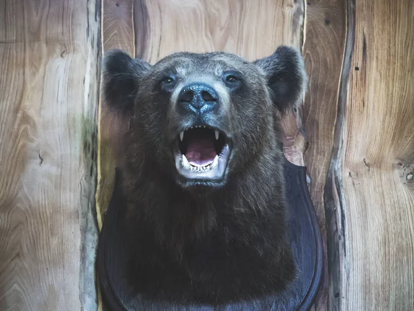 The head of a brown bear hangs on a wooden wall. Hunting trophy — Stock Photo, Image