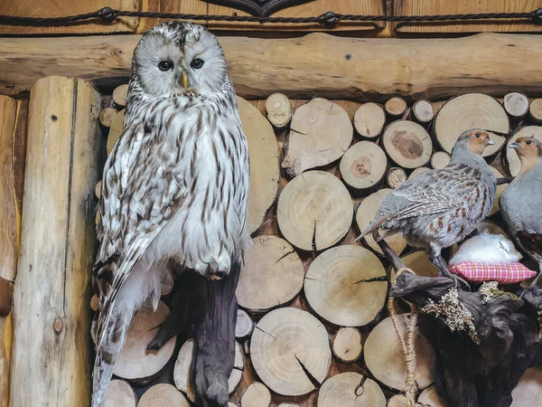 A stuffed owl hangs on a log wall next to a stuffed partridge in a nest. — Stock Photo, Image