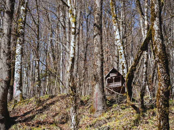 Casa de madeira decorativa para pássaros na floresta entre árvores nuas — Fotografia de Stock