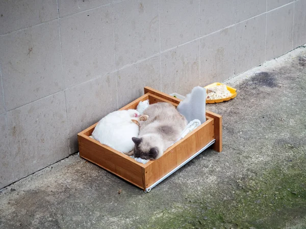 Two cats sleep against the wall of the house in a makeshift bed made of retractable drawer from the closet