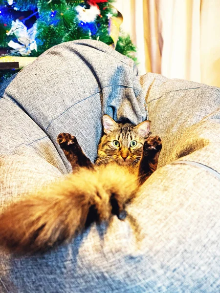 Un gato con una cola esponjosa yace en una bolsa de silla con las piernas levantadas —  Fotos de Stock