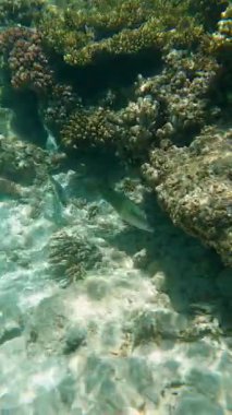 Mercan resifinin yakınında yüzen renkli balıklar.