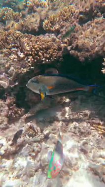 Mercan resifinin yakınında yüzen renkli balıklar.