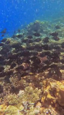 Değişik deniz yaşamlarıyla dolu canlı mercan resifleri.