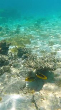 Mercan resifinin yakınında yüzen renkli balıklar.