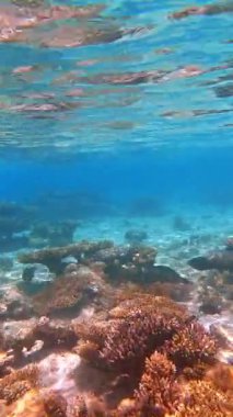 Balıklı canlı sualtı mercan resifi.