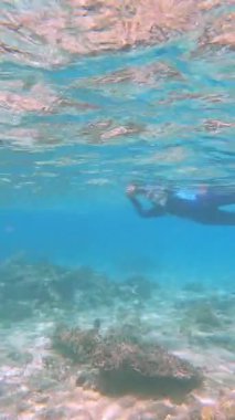 Snorkeler canlı mercan resiflerini su altında keşfediyor..
