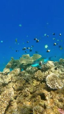 Renkli mercan resiflerinde yüzen canlı balıklar..