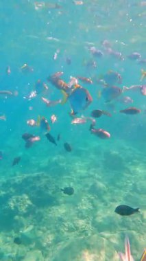 Açık deniz suyunda yüzen renkli balıklar.