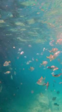 Açık denizde renkli balıklar yüzüyor..