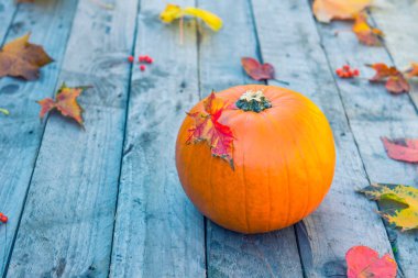 Kabak ile akçaağaç yaprakları eski rustik ahşap arka plan üzerine düşmek. Sonbaharda hasat, Şükran günü, Cadılar Bayramı kavramı. sağlıklı bir diyet yemek. Seçici odak. Kopya alanı