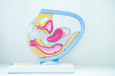 Kadın iç genital organlar Seksiyonel, kadın üreme sistemi eğitim Fizyoloji için plastik kalıp yapısını. Seçici odak, kopya alanı