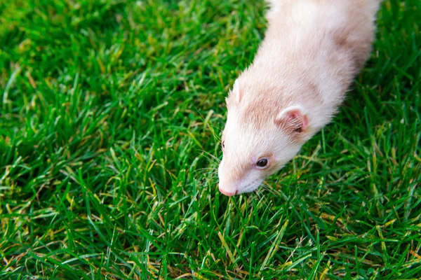 Furet Beige Bénéficiant Une Promenade Libre Sur Herbe Verte Dans — Photo