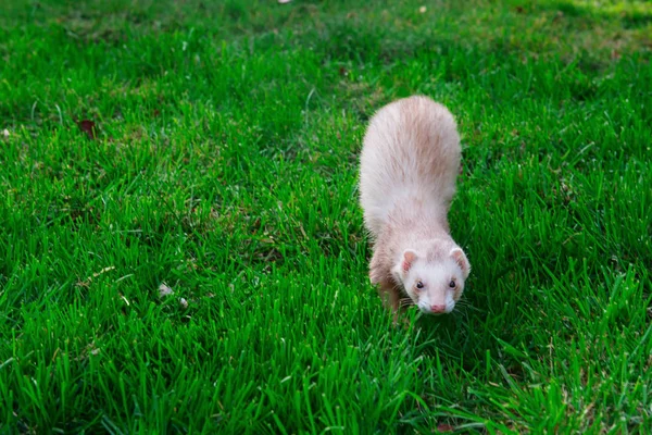 Furet Beige Bénéficiant Une Promenade Libre Sur Herbe Verte Dans — Photo