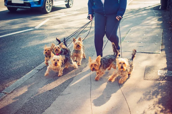 Yorkie, Yorkshire Terrier köpekler şehrin sokak üzerinde yürüyen kadın kırpılmış. Hareket köpek. Yarım günlük bir iş. Seçici odak. kopya alanı