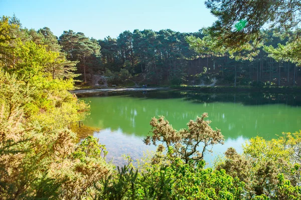 Blue green water in a forest lake with pine trees. Bright sunny day. Blue poole, England