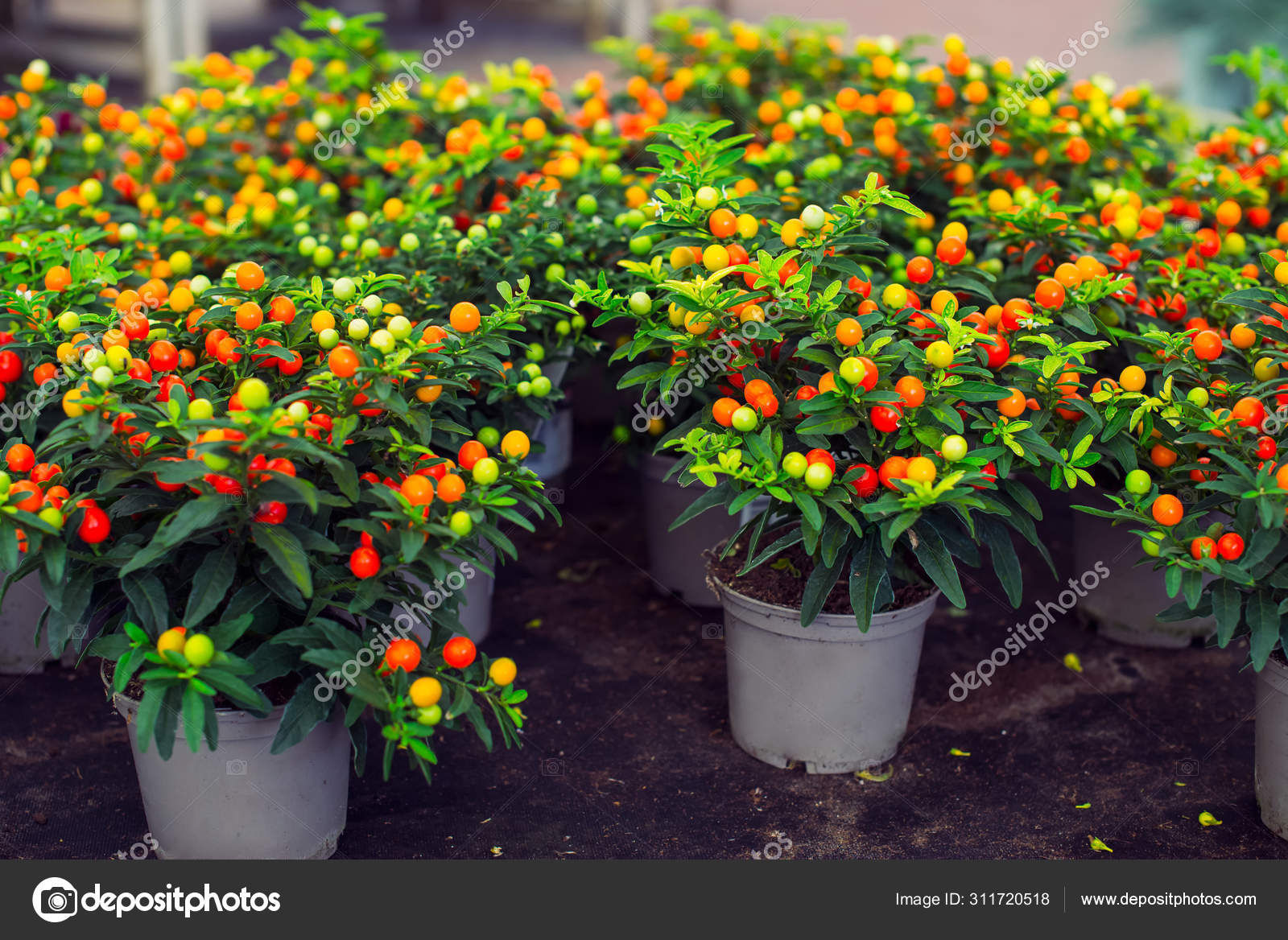 Potted Winter Cherry Plants Or Jerusalem Cherry Solanum Pseudocapsicum Ornamental Plant For Christmas At A Garden Centre Nightshade With Red And Green Fruits Coral Shrub Selected Focus Stock Photo By C Okrasyuk