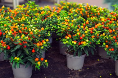 Kış kiraz bitkileri ya da Kudüs kirazı Solanum Pseudocapsicum, bir bahçe merkezinde Noel için süs bitkisi. Kırmızı ve yeşil meyveli itüzümü. Mercan çalısı. Seçili odak.