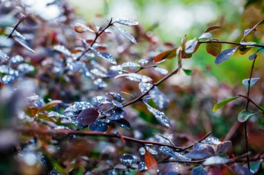 Yağmur yağdıktan sonra parktaki koyu yapraklara su düşer. Yüzey yaprağında damlacıklar parlıyor. Giriş metni için doğal arkaplan. Seçici odak.