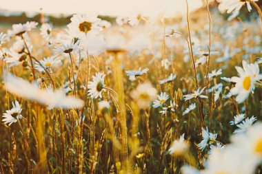 Seçici odak noktası papatya çiçeği tarlası. Gün batımında çiçek açan papatya çiçekleriyle sakinleştirme sahnesi. Yay Papatya çayırı. Yaz arkaplanı.