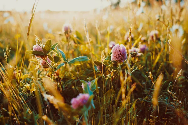 Közelkép tavaszi vagy nyári háttér vad rét fű és lóhere virágok a naplementében. Motley fű a napsugarak aranyórájában. Puha szelektív fókusz. — Stock Fotó