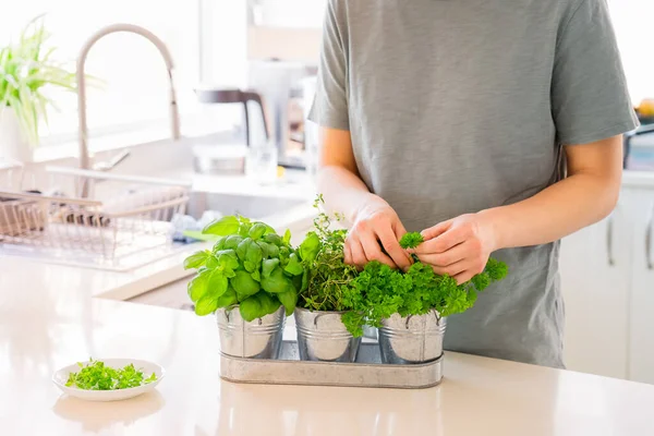 Pas d'homme qui cueille des feuilles de verdure locale. Jardinage à domicile sur la cuisine. Pots d'herbes avec basilic, persil, thym. Plantation à domicile et culture alimentaire. Style de vie durable, aliments à base de plantes . — Photo