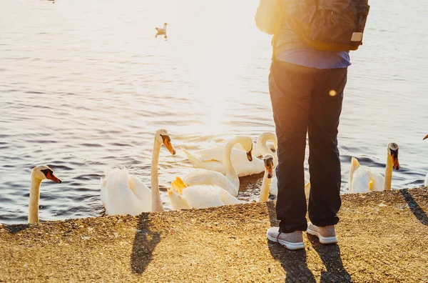 先頭へ戻るビューは顔の女性は湖で白鳥に食べ物を与える。公園内の白鳥の給餌グループ。精神的な健康のための簡単な喜び。自然のリラックス。選択的フォーカス。スペースのコピー — ストック写真