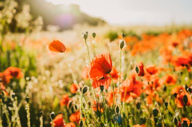 Gün batımında çiçek açan tarlada güzel kırmızı gelincik çiçeğini kapat. Seçici odaklanma. Boşluğu kopyala.