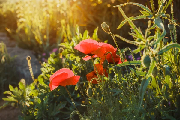 Cerca de hermosas flores de amapola roja en la luz del atardecer en el parque. Enfoque selectivo. Copiar espacio . —  Fotos de Stock