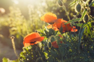 Parkta gün batımında güzel kırmızı gelincik çiçeklerini kapat. Seçici odaklanma. Boşluğu kopyala.