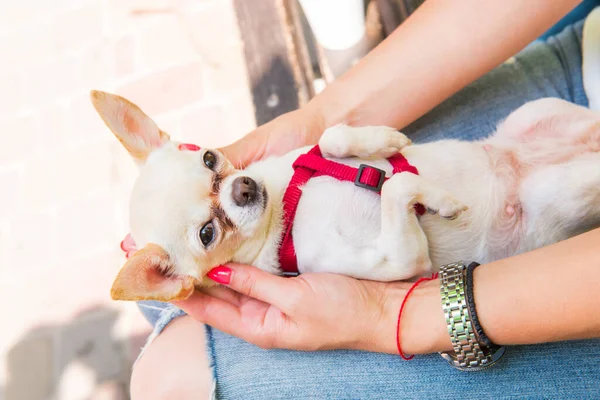 Mujer Joven Sosteniendo Pequeño Perro Chihuahua Cachorro Linda Mascota Vista — Foto de Stock