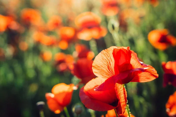 Beautiful Blooming Red Poppy Flowers Field Sunset Light Selective Focus — Stock Photo, Image