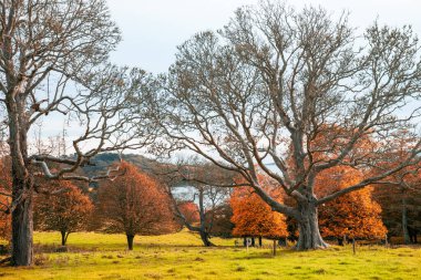 Parkta sonbahar doğası, açık havada yapraklar ve ağaçlar, büyük meşeler ve gölün kıyısında turuncu yapraklı küçük ağaçlar. Harika bir sezon geçmişi var. İngiliz geleneksel doğası.