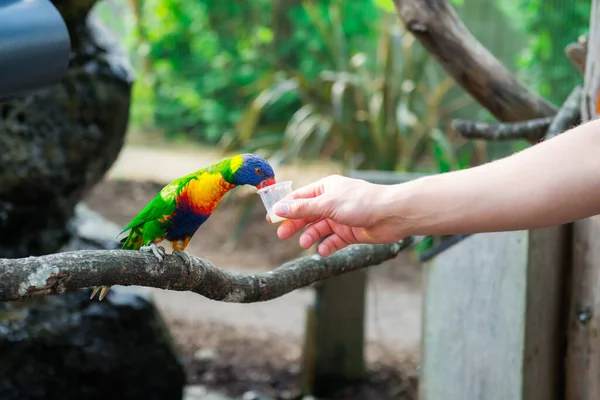 Gökkuşağı lorikeet papağanı temas hayvanat bahçesinde erkeklerin tuttuğu bardaklardan yiyor. Safari Parkı 'nı ziyaret etmek, aile zamanı. Seçici odaklanma. Boşluğu kopyala.