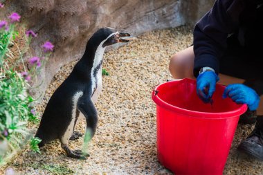 Temas hayvanat bahçesinde penguenleri elle beslemek yasaktır. Seçici odaklanma. Boşluğu kopyala.