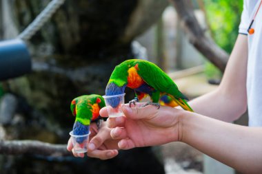 Two rainbow lorikeets parrot eating from a cups helding by male hands in contact zoo. Visiting Safari park, family time. Selective focus. copy space. clipart