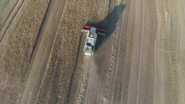 Vlucht Boven Het Veld Haver Uitzicht Vanaf Hoogte Combine Harvester — Stockvideo